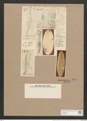 Pleurosigma hippocampus (Ehr.) W.Sm. (de-Toni-Nr.: Genus 13, Species 1056) Zeichnungen Sammlung Grunow Nr. 1904 (NHMW-BOT-W0369023)